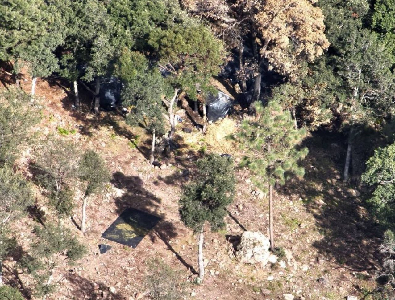Destruyen plantíos de marihuana en Guerrero